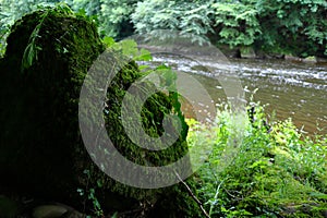 Overgrown rock next to the river.