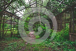 Overgrown and ruined hothouse