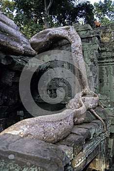 Overgrown ruins- Cambodia