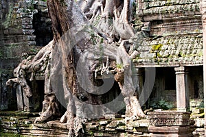 Overgrown Ruins- Cambodia