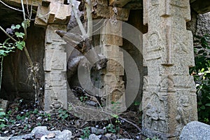 Overgrown ruins in hampi india