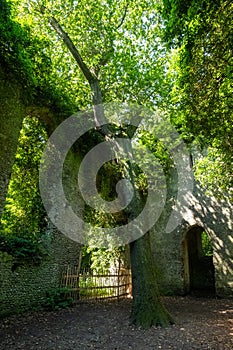 Overgrown ruins of St Maryâ€™s church, hidden in woods in East Somerton near Winterton-on-Sea, North Norfolk UK