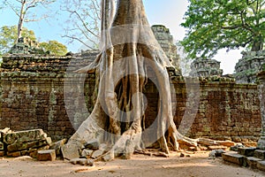 Overgrown ruins on Ta Prohm Temple, Angkor, Siem Reap, Cambodia. Big roots over the walls of a temple.