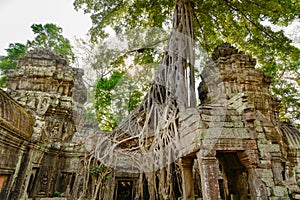 Overgrown ruins on Ta Prohm Temple, Angkor, Siem Reap, Cambodia. Big roots over the walls of a temple.