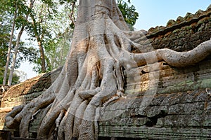 Overgrown ruins on Ta Prohm Temple, Angkor, Siem Reap, Cambodia. Big roots over the walls of a temple.