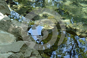 Overgrown with silt and moss stones can be seen through the green water of the pond in the overgrown Park, summer Sunny day