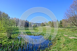 Overgrown small pond on golf course