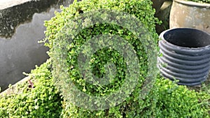 Overgrown soleirolia soleirolii weed over the garden pot.