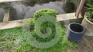 Overgrown soleirolia soleirolii weed over the garden pot.