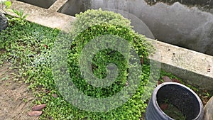 Overgrown soleirolia soleirolii weed over the garden pot.