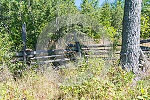 Overgrown split rail cedar farm fence on Manitoulin island