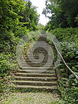 Overgrown stairs in a forest park