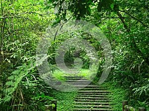 Overgrown stairs in a green forest in Xitou Nature Education Area, Taiwan