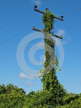 Overgrown telephone pole