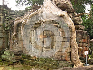 Overgrown temple ruins angkor wat cambodia