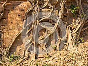 Overgrown temple - Sambor Prei Kuk