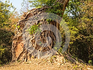 Overgrown temple - Sambor Prei Kuk