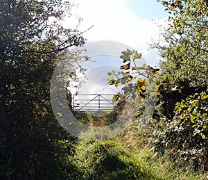 Overgrown track