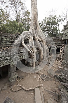 Overgrown tree, Angkor Wat complex photo