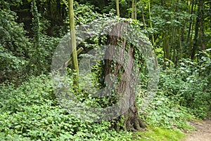 An overgrown tree stump in the woods in Suffolk