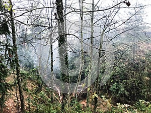 Overgrown tree trunks in mist rainforest