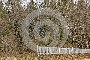 Overgrown Trees with a White Fence