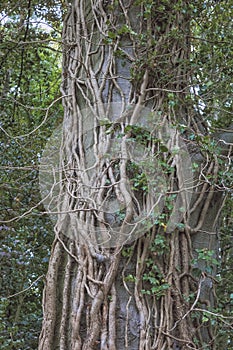 Overgrown treetrunk photo