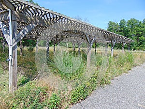 Overgrown Trellis