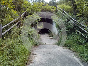 Overgrown Tunnel with Path