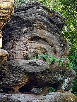Overgrown, undermined sandstone rock on natural stilts, Saxony photo