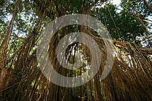 Overgrown Vine and Lianas Around Trees