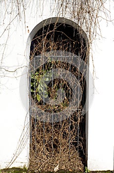 Overgrown vines in archway