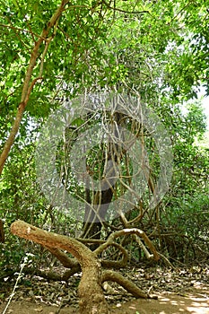 An overgrown vines in forest climbing the old abandoned tall tree