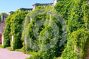 Overgrown wall in the park