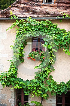 Overgrown wall of residential building facade