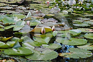 Overgrown waterlily pond