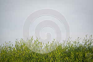 Overgrown weeds and cloudy sky