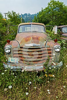 Overgrown weeds surround an antique Chevy truck in a junkyard in Idaho, USA - July 26, 2021
