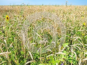 overgrown wheat field with sunflower in summer