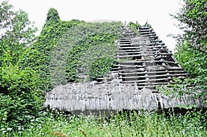 Overgrown wild grapes old house