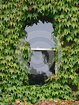 Overgrown Window