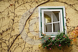 Overgrown window