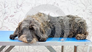 Overgrown wire-haired dachshund before trimming on the dog grooming table