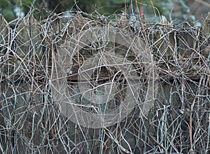 Overgrown wooden fence.