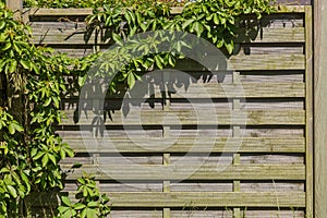 Overgrown wooden fence