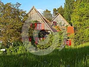 Overgrown wooden house red windows at forest at spring