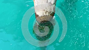 Overgrown wooden pole pile in turquoise water on Isla Mujeres island in Cancun Quintana Roo Mexico