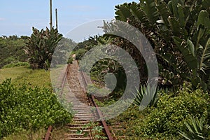 OVERGROWTH OF VEGETATION ON UNUSED TRAIN LINE IN SUB TRPOPICAL AREA