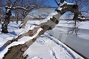 Overhanging Cherry Blossom Tree in Winter