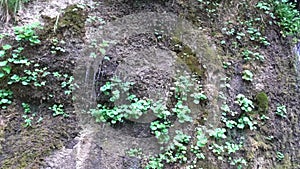 overhanging conglomerate walls with dripping fresh water named rinnende mauer